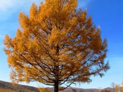 常见的10种裸子植物有哪些?