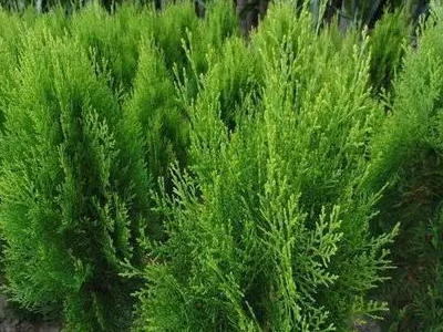 常见的10种裸子植物有哪些?