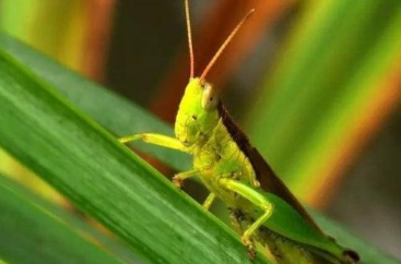 一物降一物的前一句是什么啊?