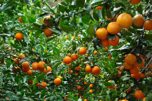 广东的特产有哪些?