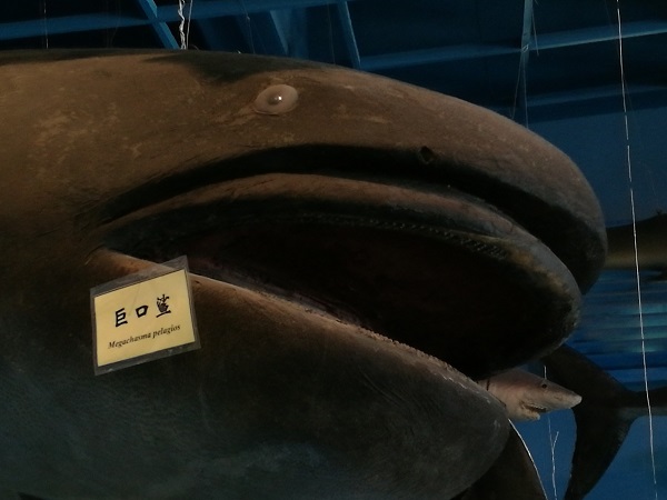 在日本港口,现罕见巨口鲨,这是种什么样的动物?