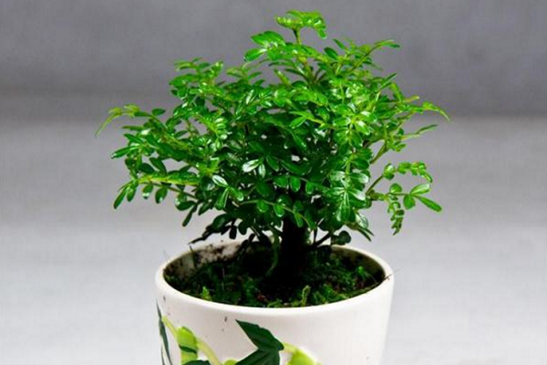 清香木是什么,有什么价值?