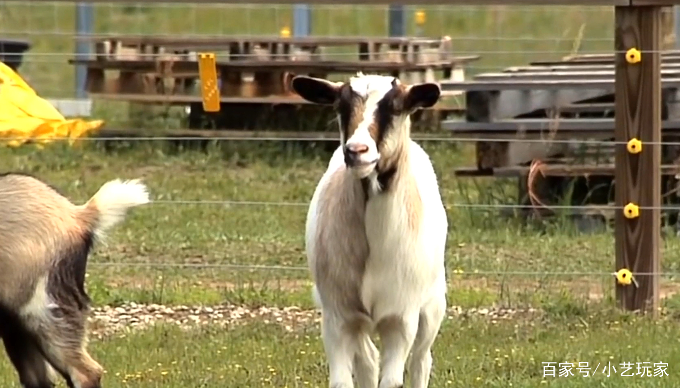 受到刺激就会晕倒的晕倒羊,为何还能生存下来呢?
