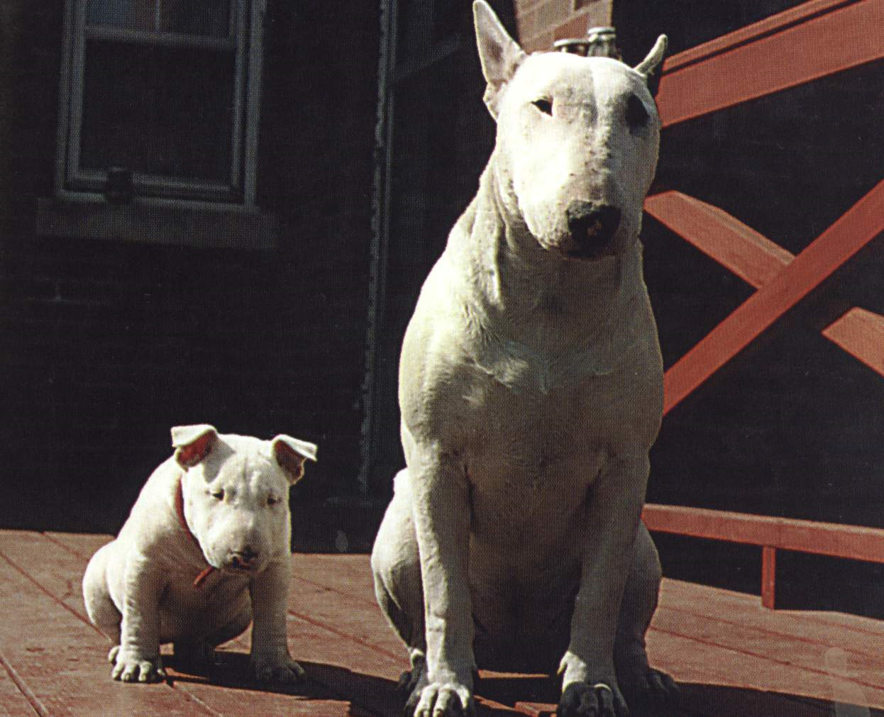 牛头梗是什么意思?