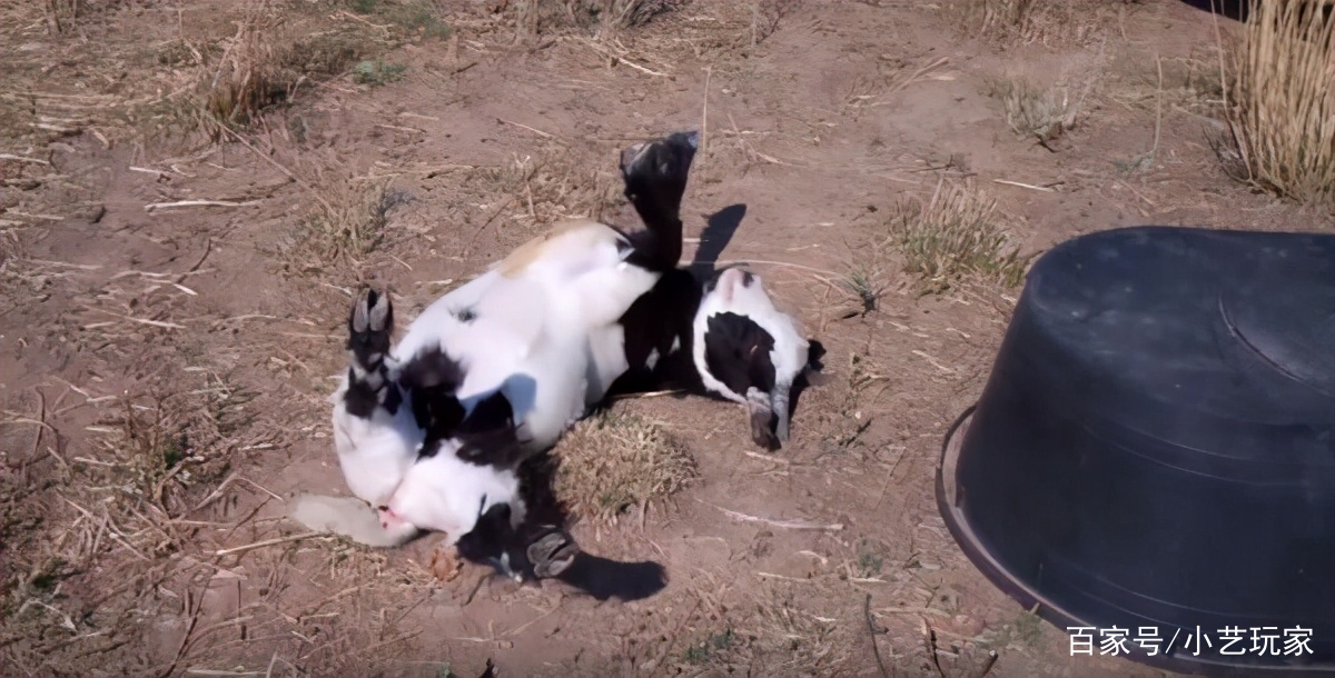 受到刺激就会晕倒的晕倒羊,为何还能生存下来呢?