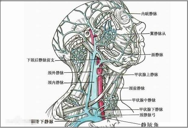 静脉和动脉的区别,各有什么用