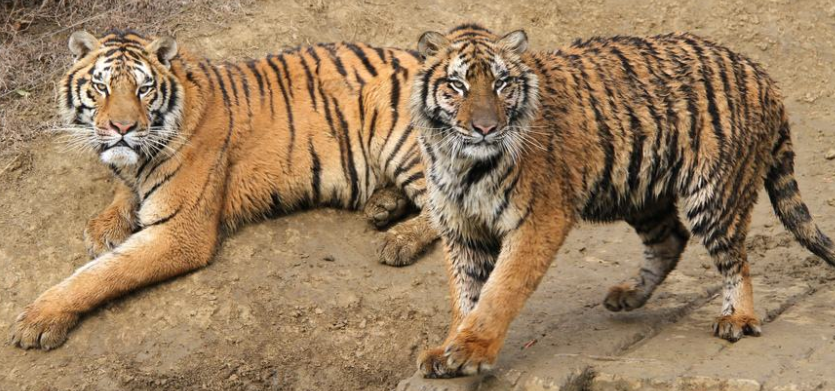 猛兽有哪些(至少10个