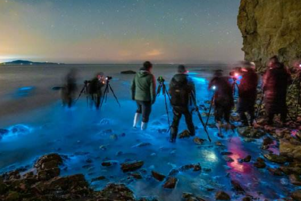 葫芦岛海边现罕见荧光海,什么是“荧光海”?