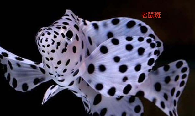 东星斑,老鼠斑,苏眉的详细介绍