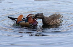杭州西湖鸳鸯被撑死,投喂的情况是否会影响生态?