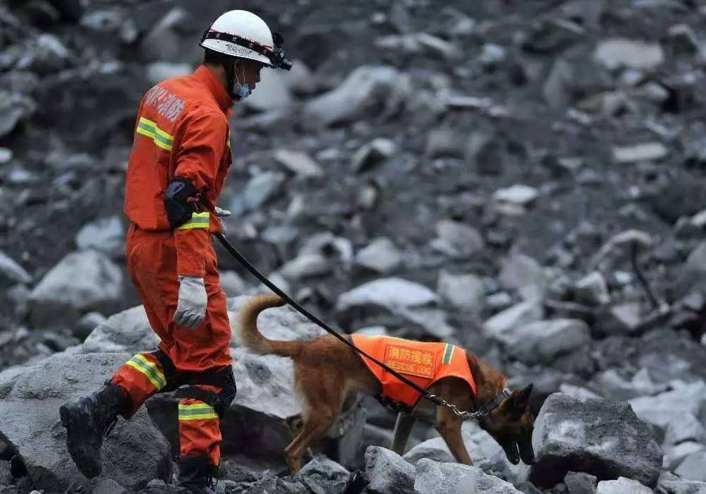 泉州酒店搜救犬贝贝四肢感染,为何搜救犬不采取安全措施?