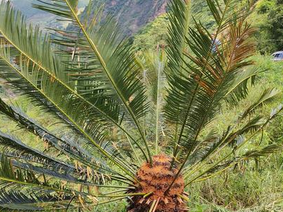 常见的10种裸子植物有哪些?