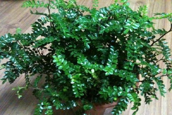 清香木是什么,有什么价值?