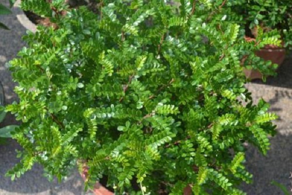 清香木是什么,有什么价值?