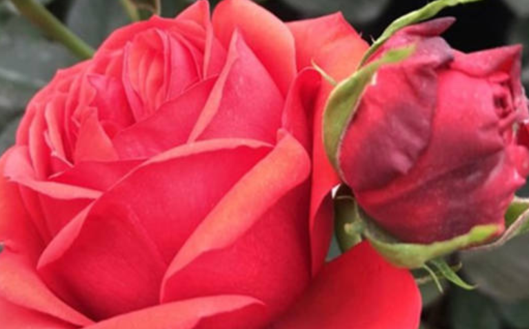 红玫瑰的花语是什么?