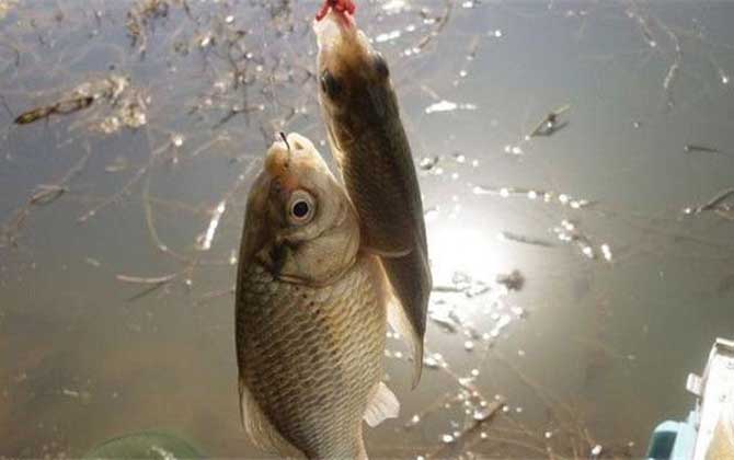 红虫一年四季都可以用来钓鱼吗，你知道吗？