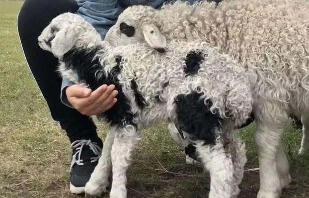 兰州兽研所布病事件确认阳性3245人?