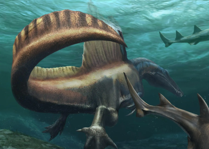 脊背龙和棘背龙是一种吗?