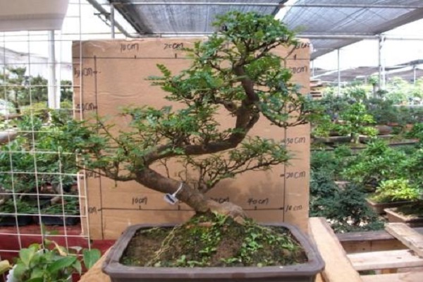 清香木是什么,有什么价值?