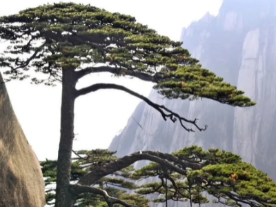 常见的10种裸子植物有哪些?