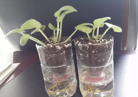 矿泉水瓶的一百种用途？