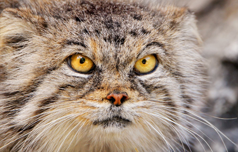 popeye是什么意思？