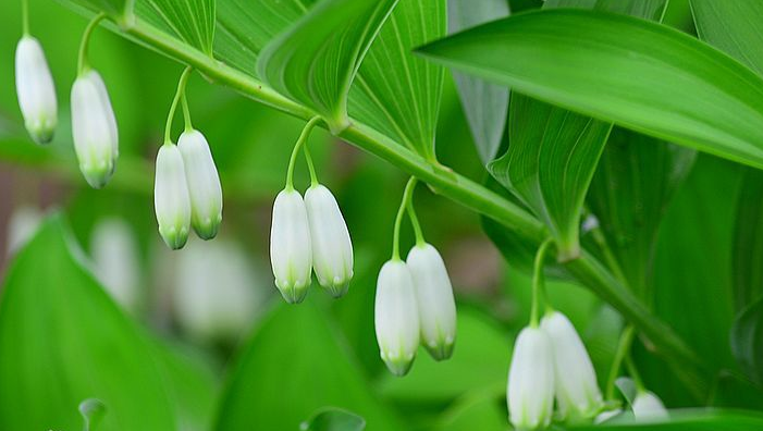 “葳蕤”的读音是什么?什么意思?