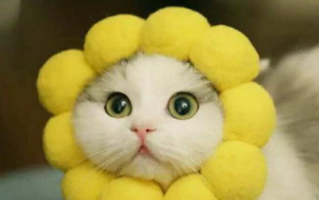 网上ptsd什么意思?