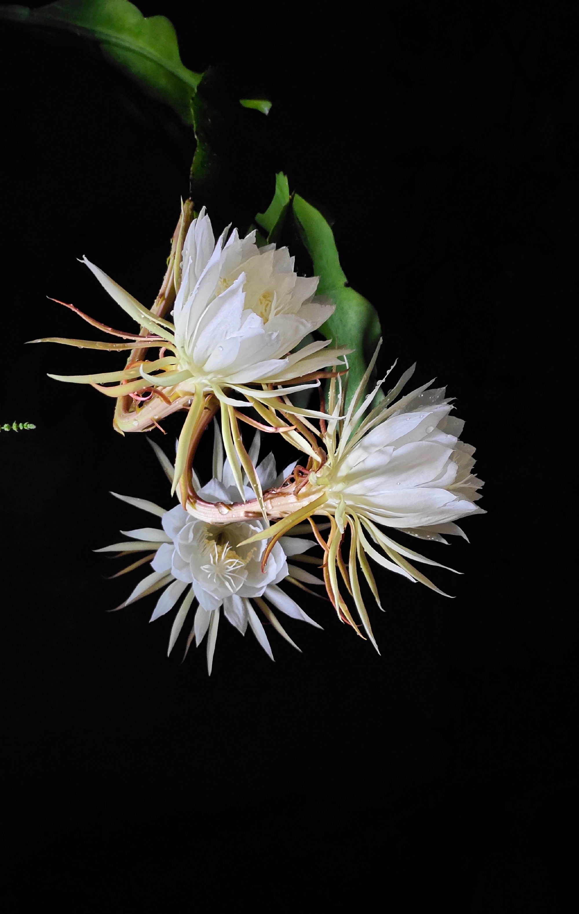 一居民家中昙花4个月开了3次,这到底是什么原因?