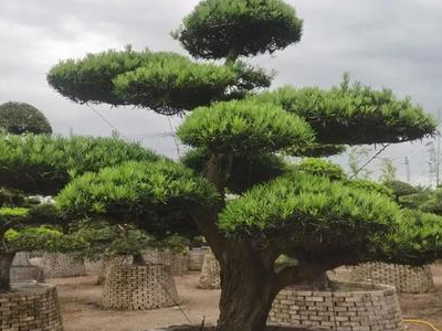 常见的10种裸子植物有哪些?