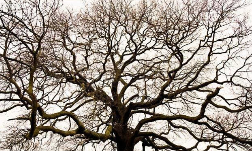 一什么什么树枝?