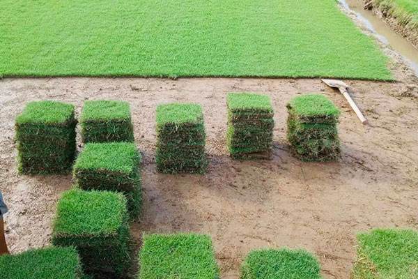 一般草坪什么价格 真的草坪