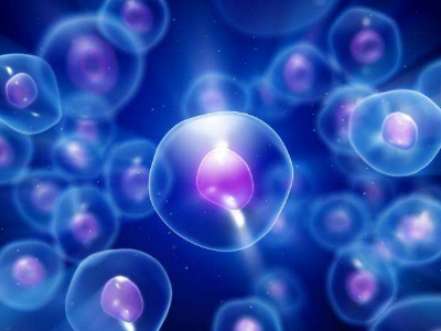 细胞因子主要有哪几类,简述其功能