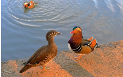 杭州西湖鸳鸯被撑死,投喂的情况是否会影响生态?