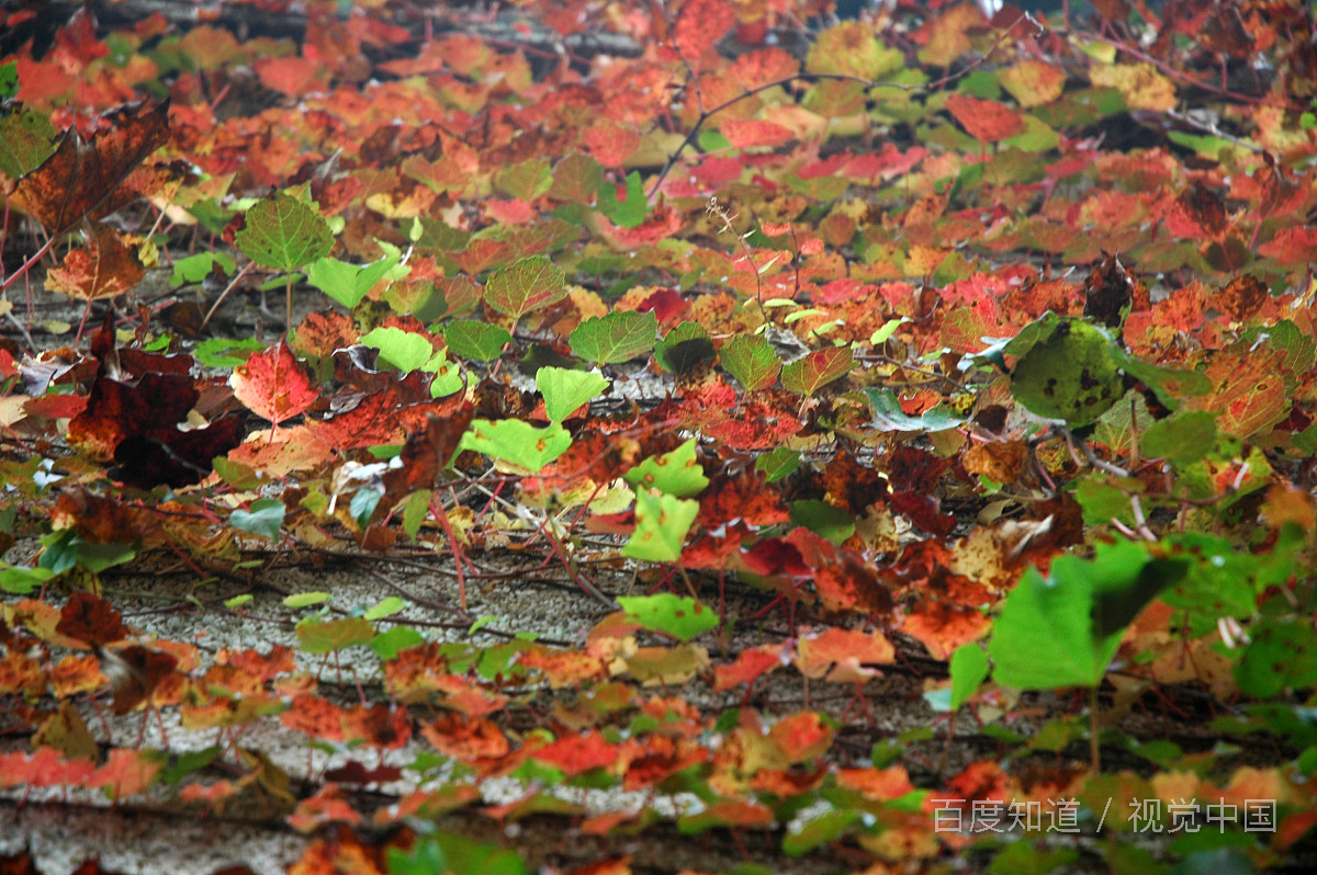 drawer是什么意思?