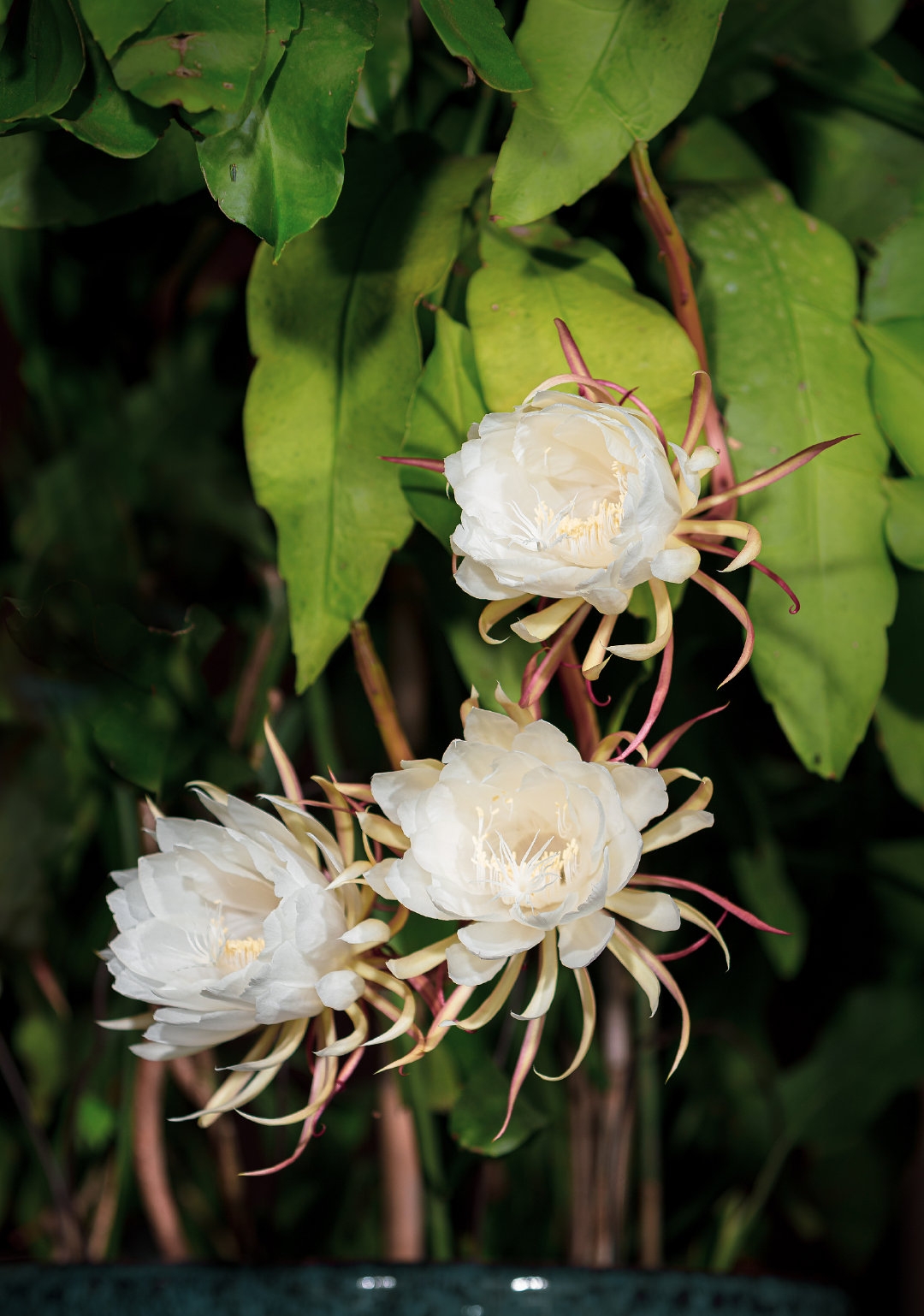 一居民家中昙花4个月开了3次,这到底是什么原因?