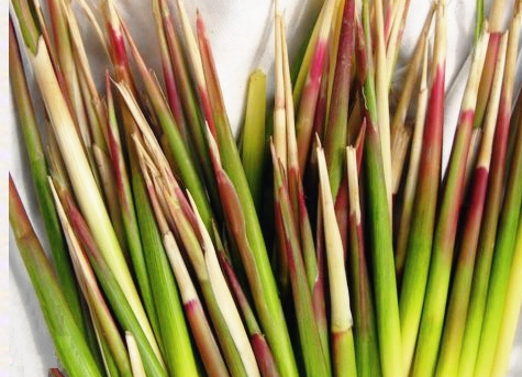 古蒂是什么植物?