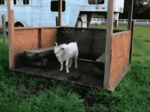 受到刺激就会晕倒的晕倒羊,为何还能生存下来呢?