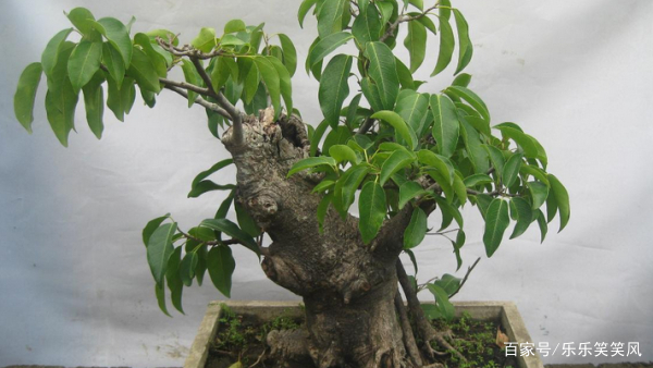 七叶莲有什么功效和作用呢？