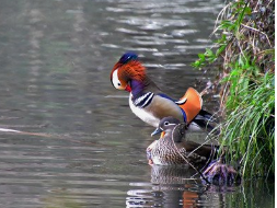 杭州西湖鸳鸯被撑死,投喂的情况是否会影响生态?