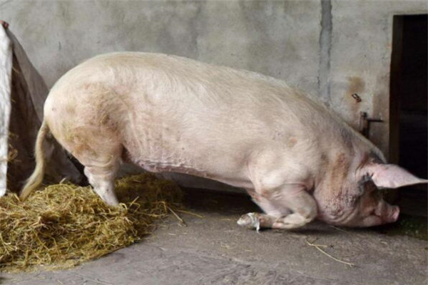 13岁猪坚强,到底有怎么样的故事和背景?