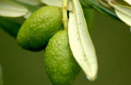 油橄榄和橄榄的区别是什么?