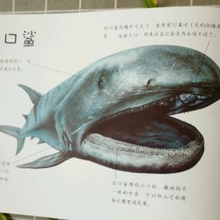在日本港口,现罕见巨口鲨,这是种什么样的动物?