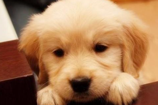 现在市面上一只金毛猎犬的幼崽大概多少钱?