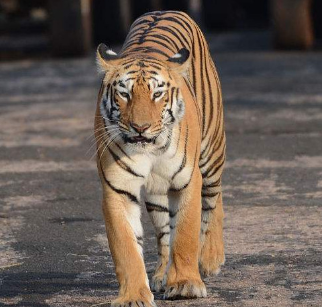 禁止入山!黑龙江双鸭山市饶河县境内发现东北虎,这是咋情况?