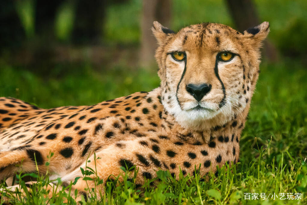 猎豹奔跑速度最快的动物,为什么却无法长时间奔跑?