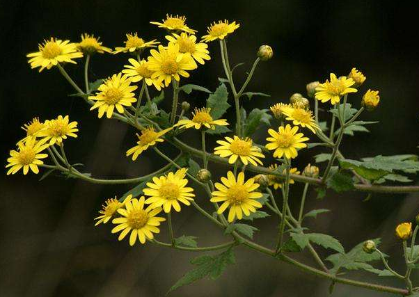 野菊花代表什么?
