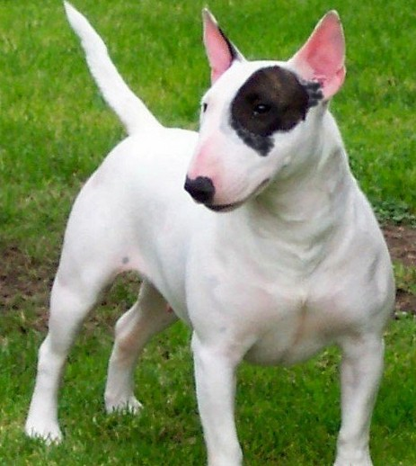 牛头梗是什么意思?