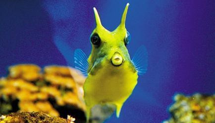 奇怪的意思是什么?