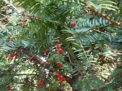 常见的10种裸子植物有哪些?